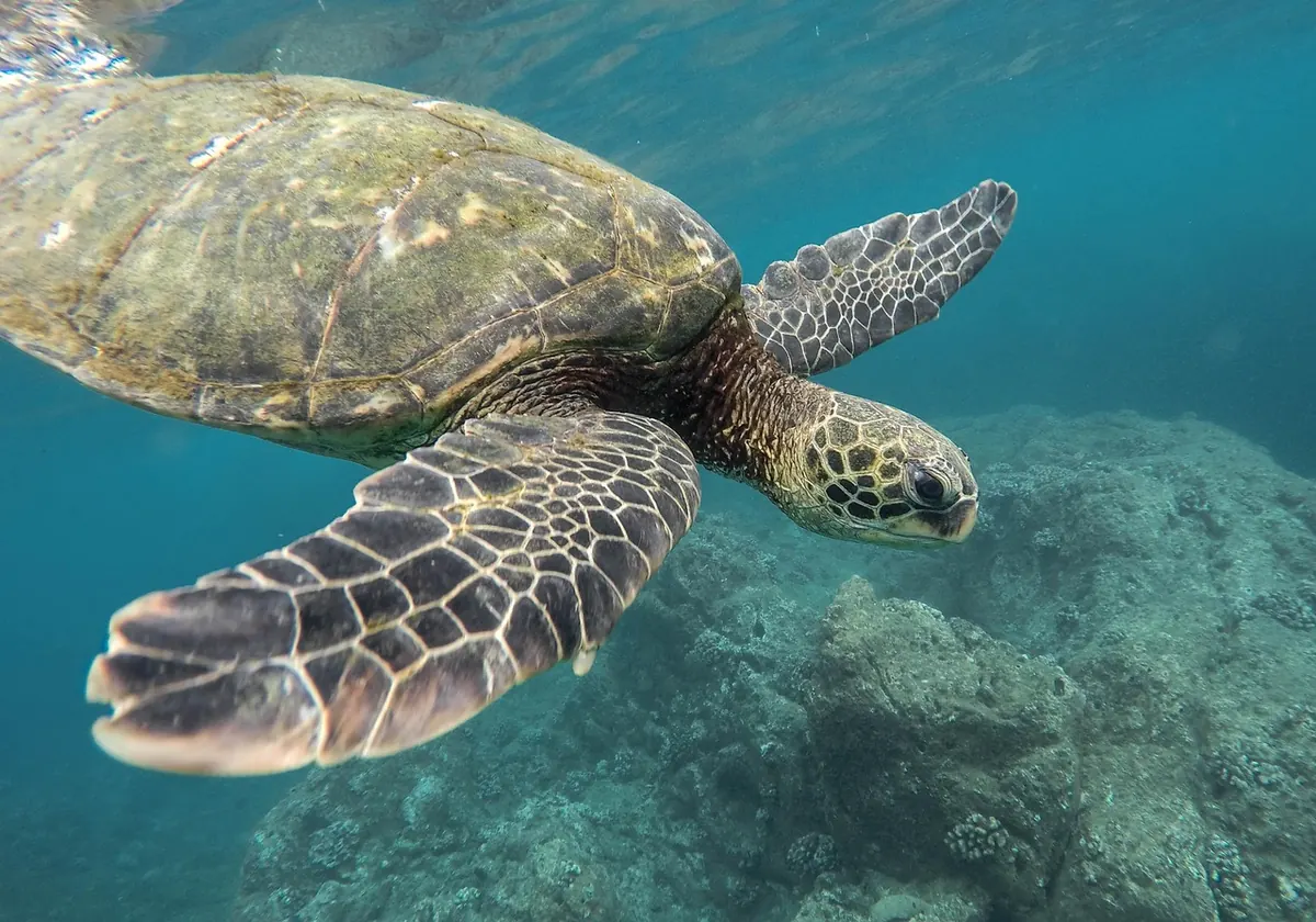 Coral Reefs and Climate Change: An Explainer for UK Students