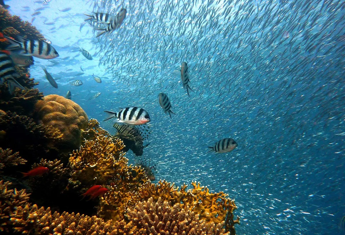 Coral Spawning Season: A Month-by-Month Guide to Reef Life Cycles